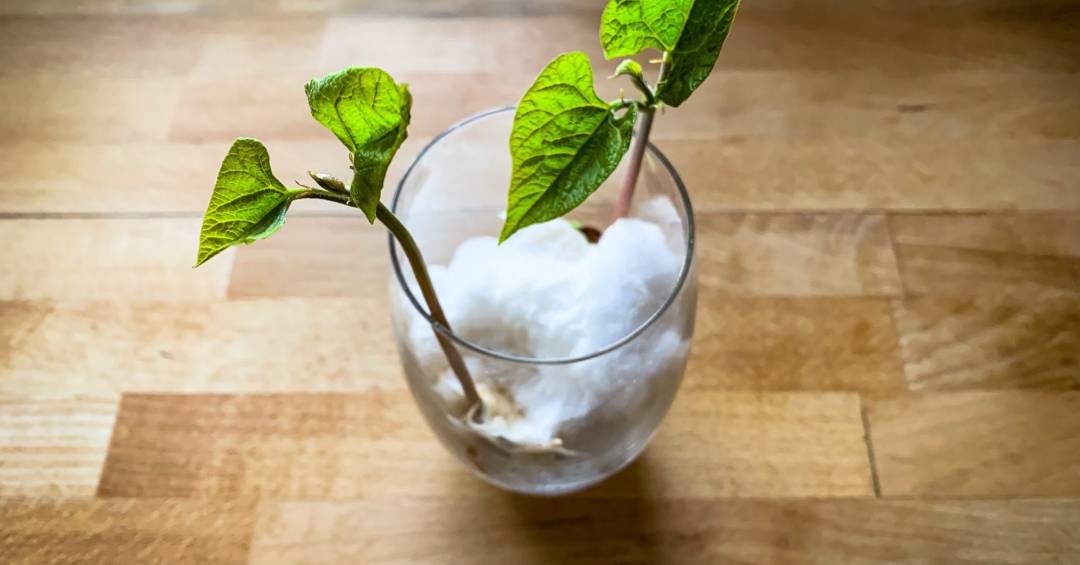 Quando e Como Transplantar seu Pé de Feijão Germinado