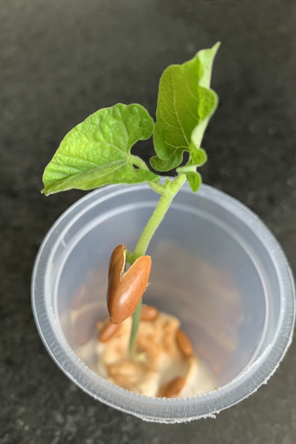 Feijão no Algodão vs. Terra: Qual o Melhor para a Germinação?