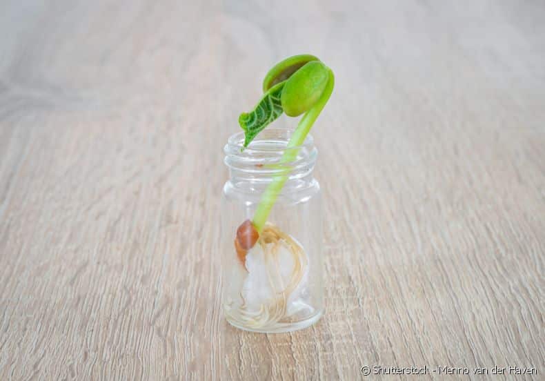 como plantar feijão no algodão