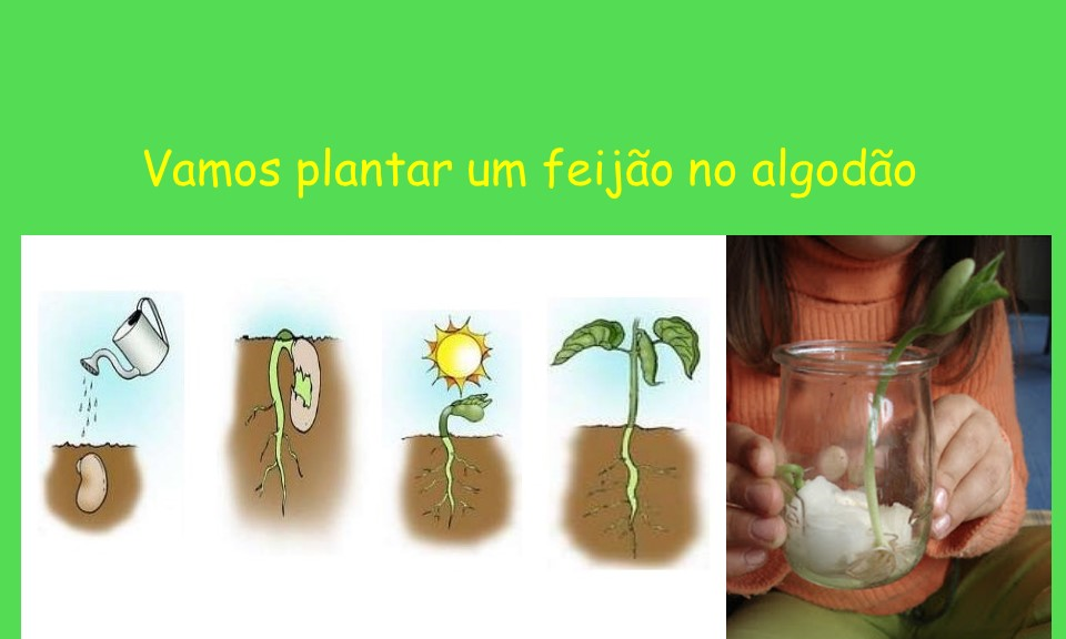 10 Dicas para o Sucesso do seu Feijão no Algodão