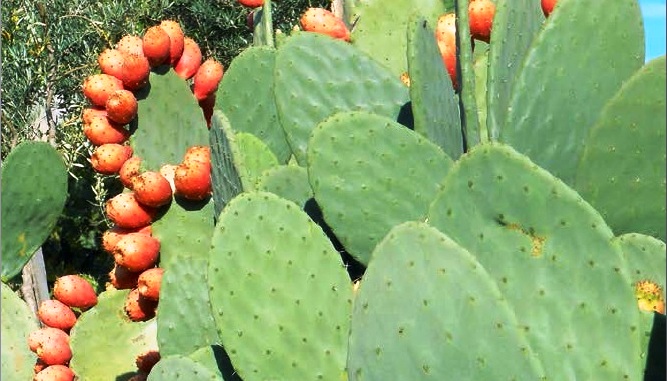 Como Resolver Problemas Comuns no Cultivo de Figo da Índia