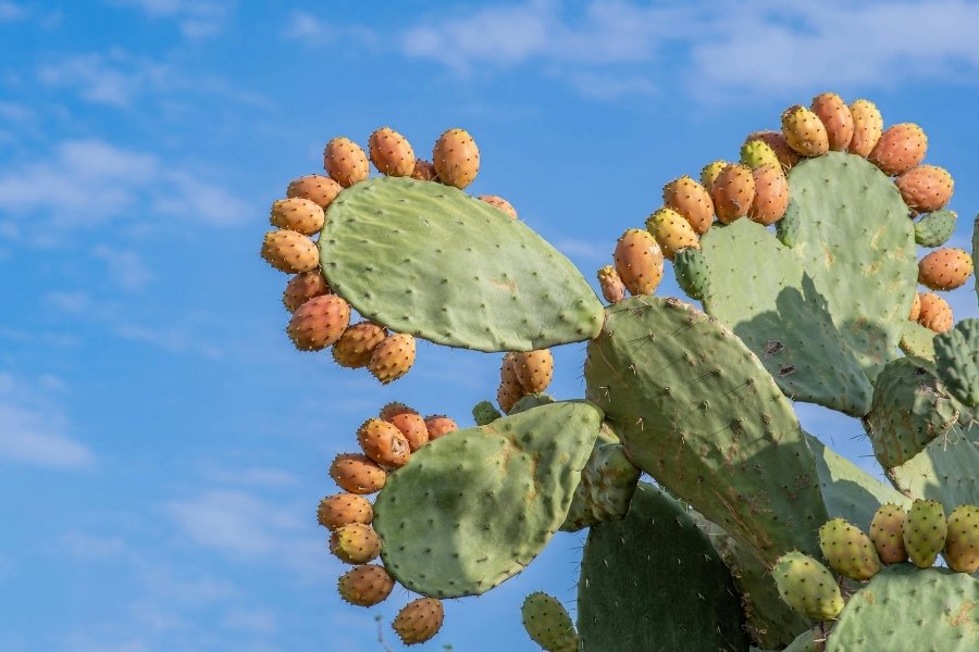 Guia Completo da Colheita do Figo da Índia: Quando e Como Colher