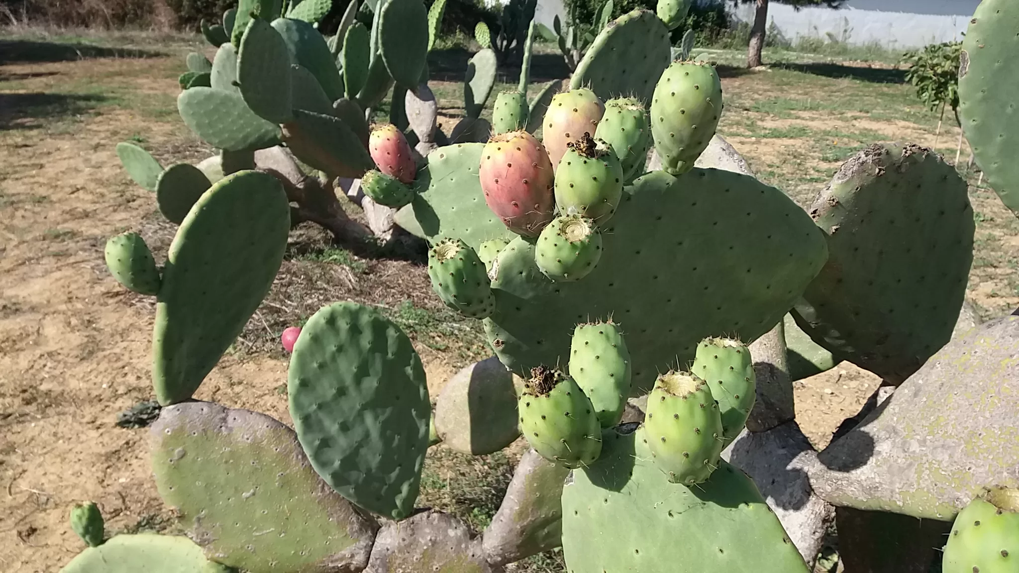 A História e Origem do Figo da Índia: Uma Planta Milenar
