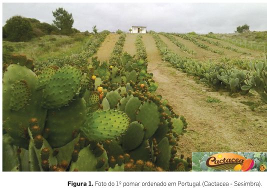 5 Dicas Essenciais para o Plantio de Figo da Índia em Vasos