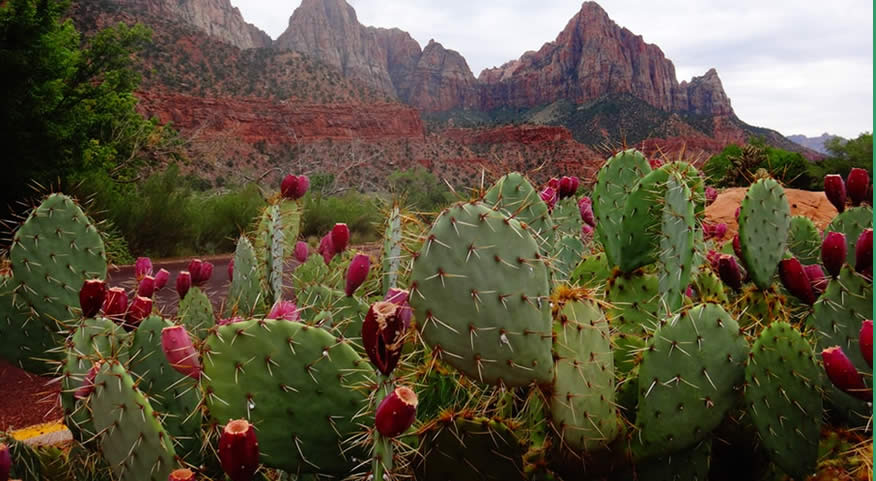 Como Resolver Problemas Comuns no Cultivo de Figo da Índia