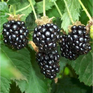 como plantar framboesa negra