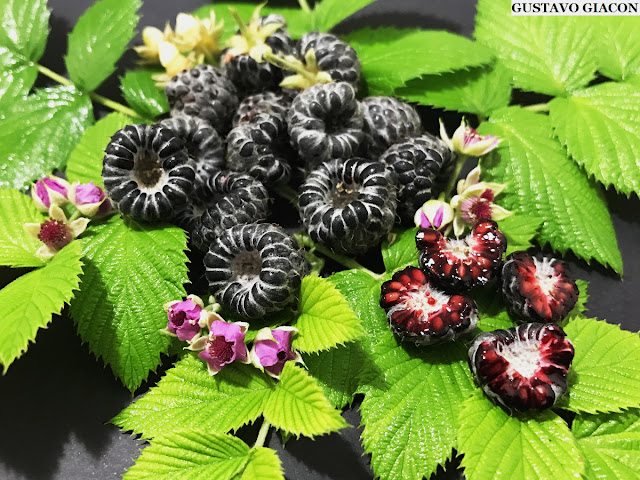 Como Escolher o Vaso Ideal para sua Framboesa Negra