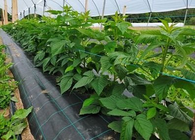 Entenda a Poda Correta para Maximizar a Produção de Framboesa Negra