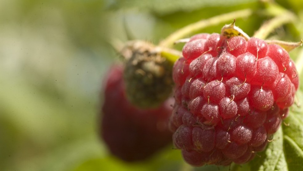 Framboesa Negra: Solução de Espinhos com o Plantio Correto