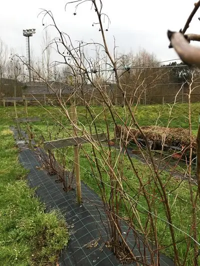 como plantar framboesa negra