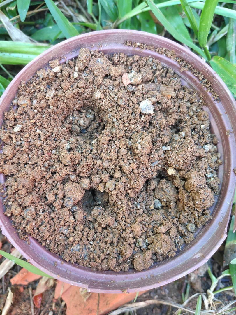 5 Dicas Essenciais para o Sucesso no Plantio de Framboesa Negra