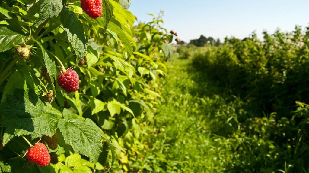 Adubação Caseira para Framboesas: Nutrição Natural para Frutos Deliciosos