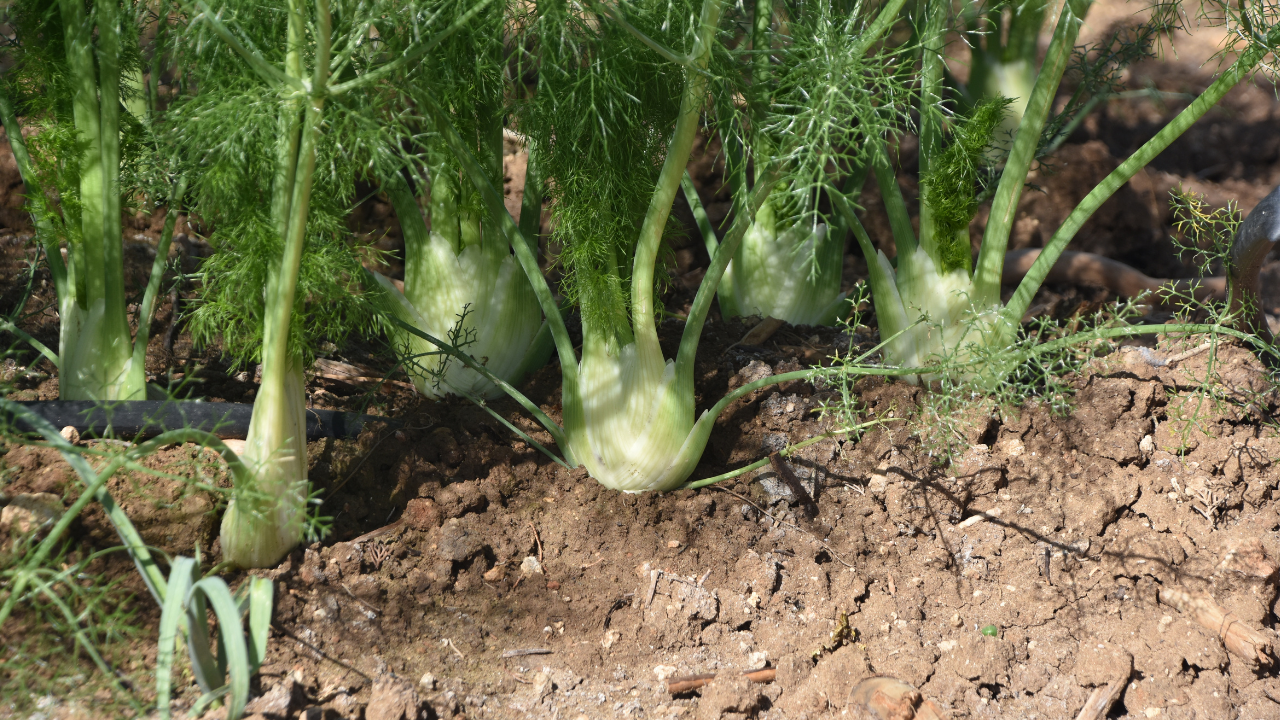 Receitas Deliciosas com Funcho: Do Salgado ao Doce