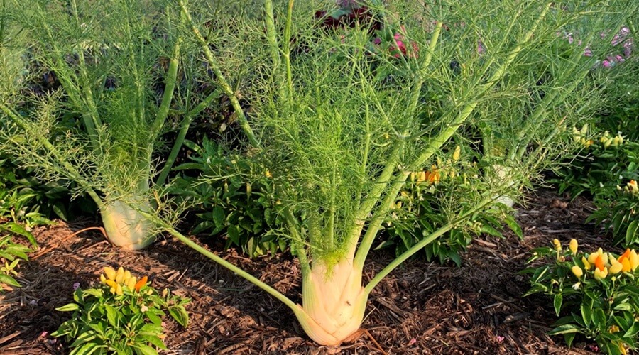 Funcho vs. Aneto: Entenda as Diferenças e Evite Erros no Plantio