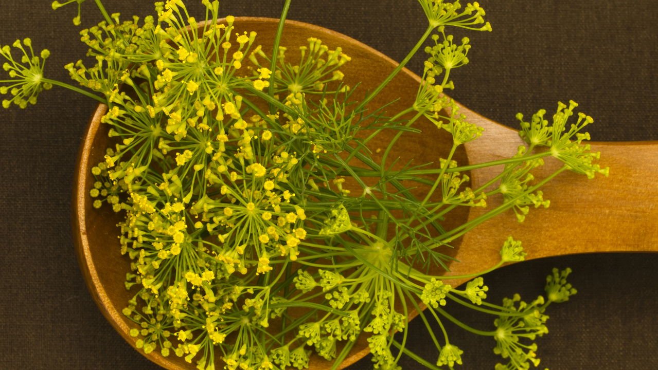 Guia Completo de Ervas Medicinais: Onde o Funcho se Encaixa?