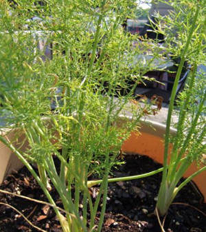 Receitas Deliciosas com Funcho: Do Salgado ao Doce