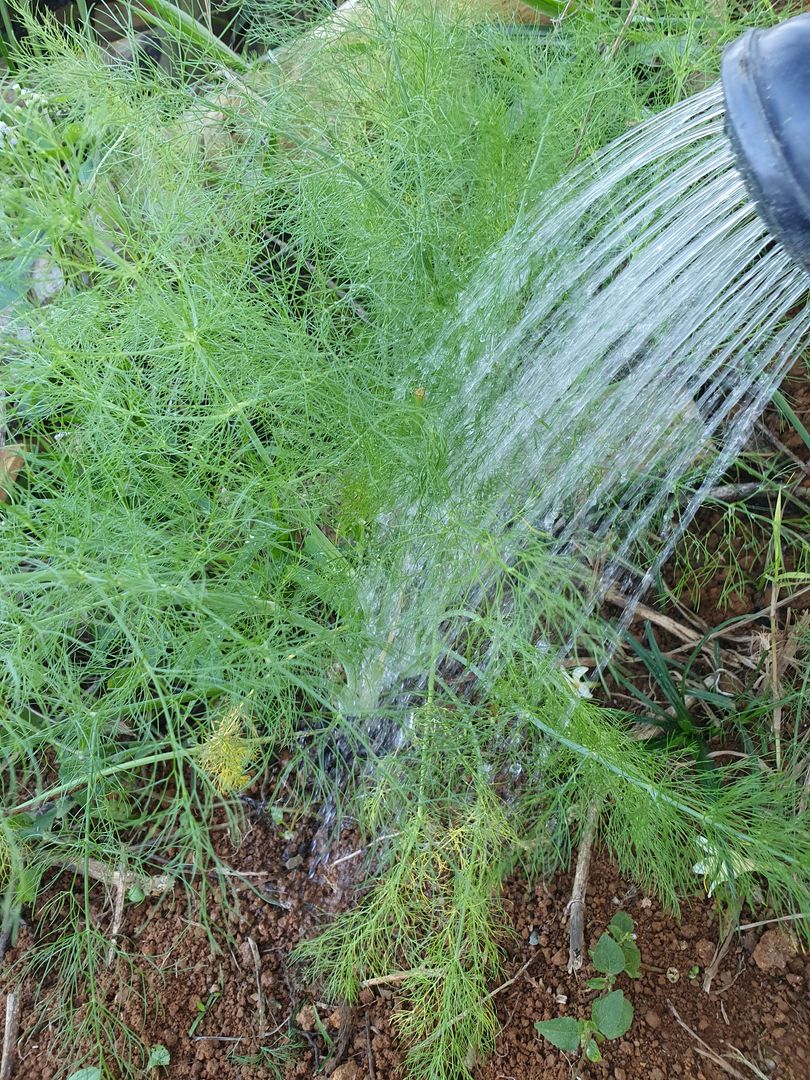 Como Usar o Funcho na Culinária: Dicas de Chefs