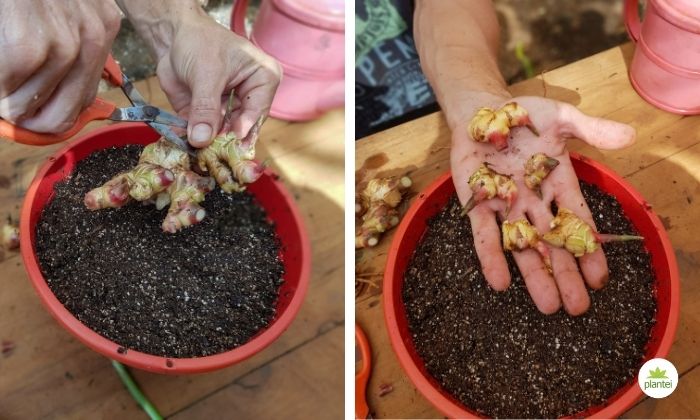 como plantar gengibre em vaso