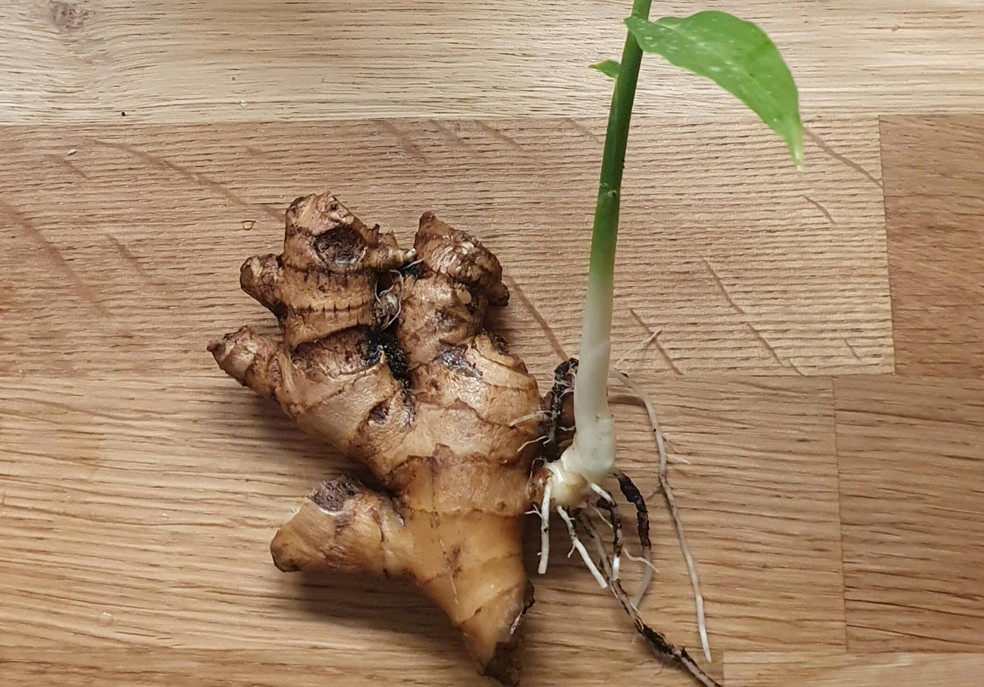 Os benefícios do gengibre para a saúde