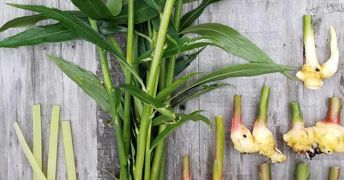 como plantar gengibre em vaso