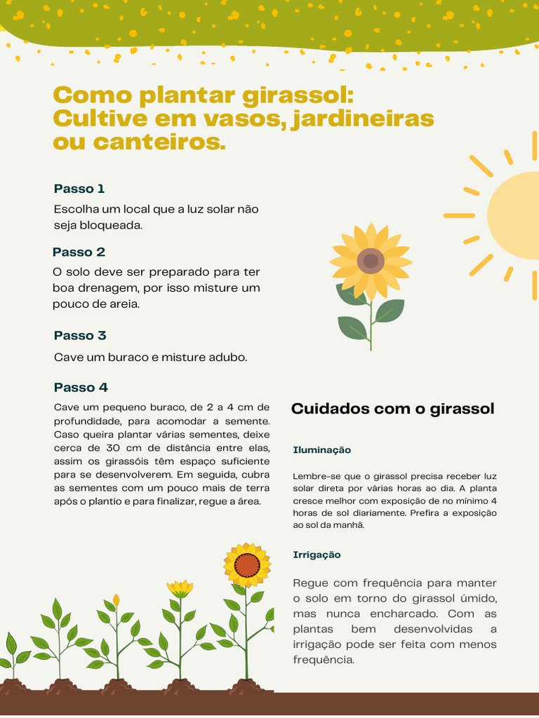 como plantar girassol