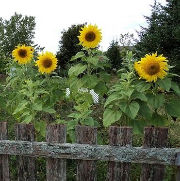 Girassol em Vaso: Guia Completo para Iniciantes
