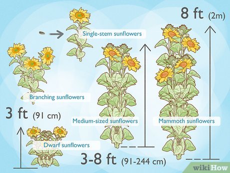 Transforme Seu Jardim com Girassóis: Um Guia Visual