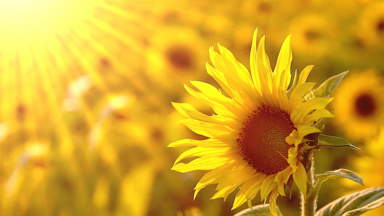 10 Dicas Essenciais para Cuidar do Seu Girassol