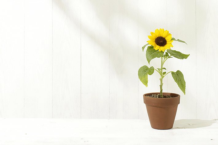 Como Resolver Problemas Comuns no Plantio de Girassol