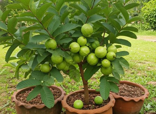 Guia Completo de Adubação para Goiabas em Recipientes