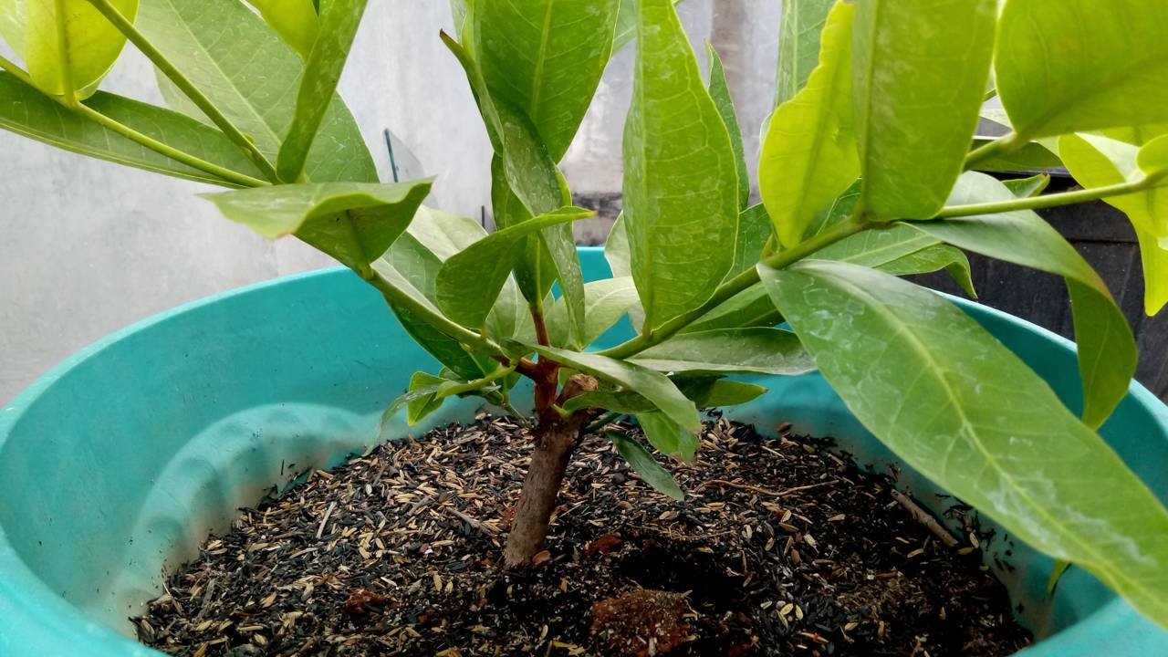 Como Identificar e Tratar Pragas na Goiabeira de Vaso