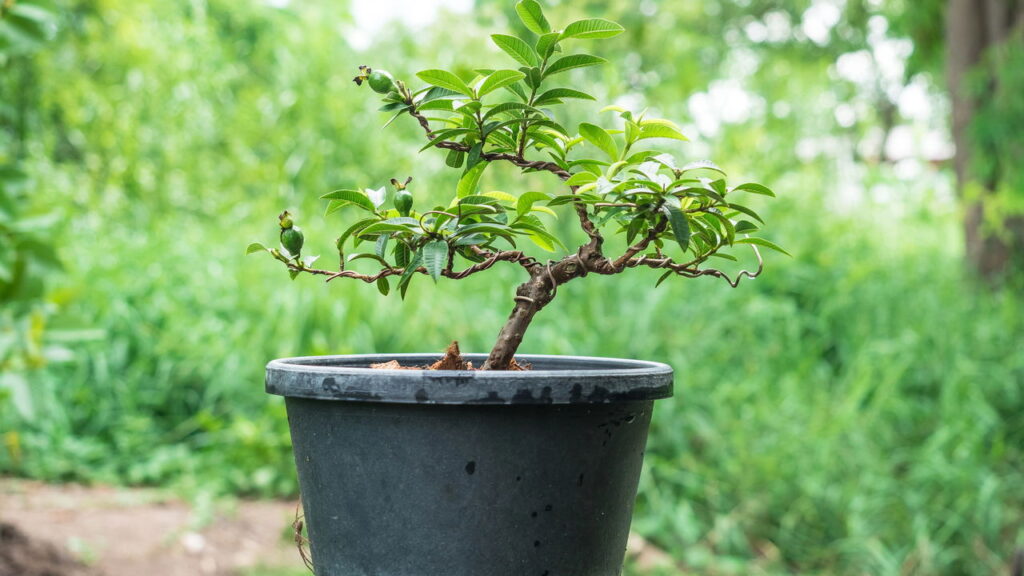 As Melhores Variedades de Frutíferas para Cultivo em Pequenos Espaços