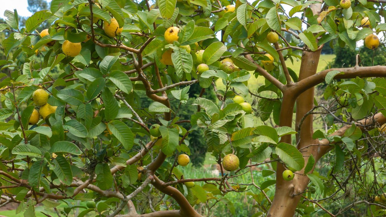 Receitas Deliciosas com Goiabas Frescas Colhidas em Casa