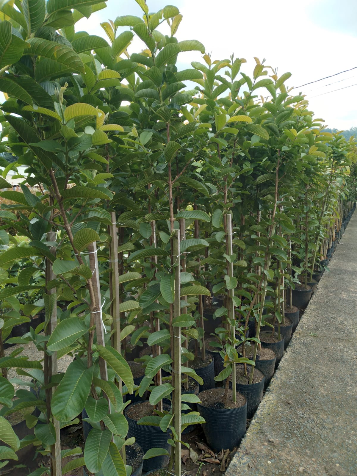 como plantar goiaba em vaso