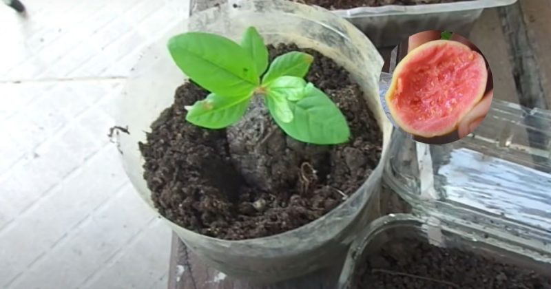 Guia Completo de Adubação para Goiabas em Recipientes