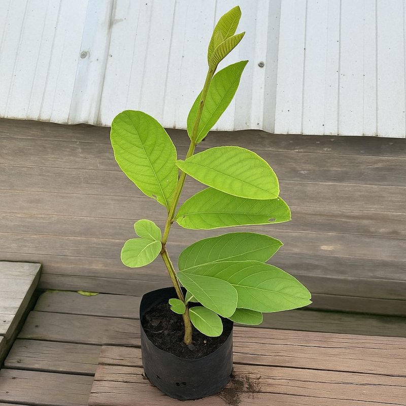 Como Identificar e Tratar Pragas na Goiabeira de Vaso