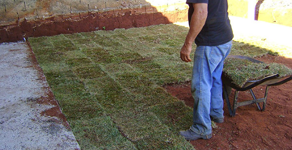 Dicas Essenciais para a Primeira Poda do seu Gramado