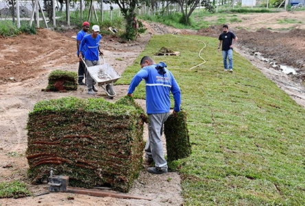 Ervas Daninhas: Como Evitar e Remover do Gramado Recém-Plantado