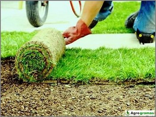 A Importância da Irrigação Correta no Plantio de Grama