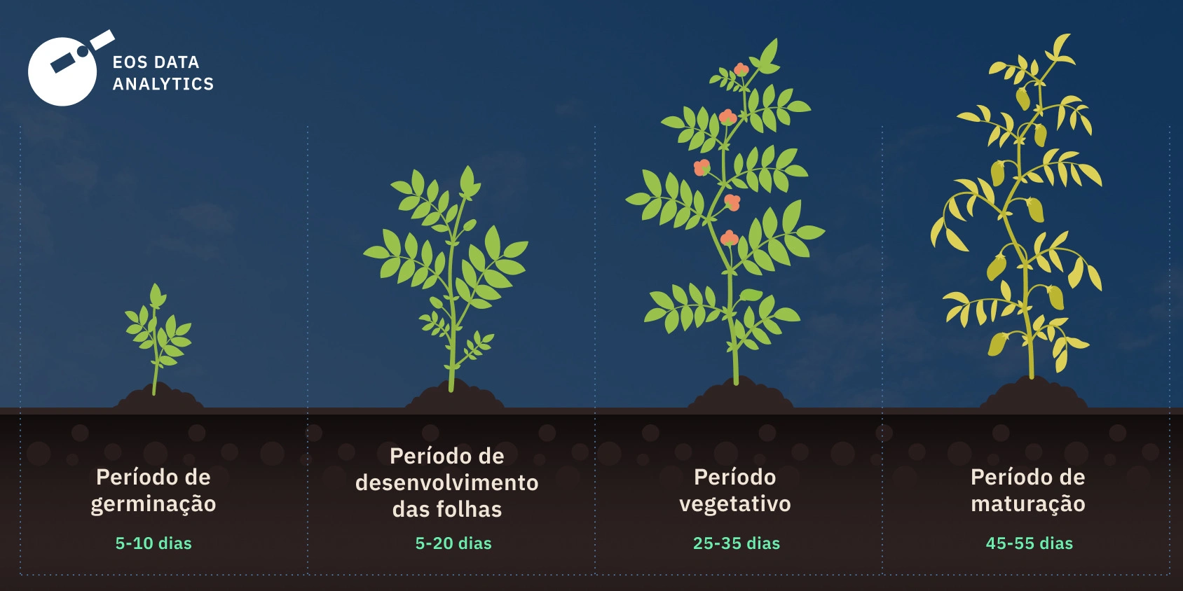 como plantar grão de bico