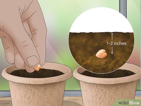 5 Dicas Essenciais para o Plantio de Grão de Bico em Vaso