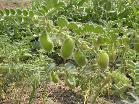 Guia Completo da Irrigação do Grão de Bico: Evitando Erros Comuns