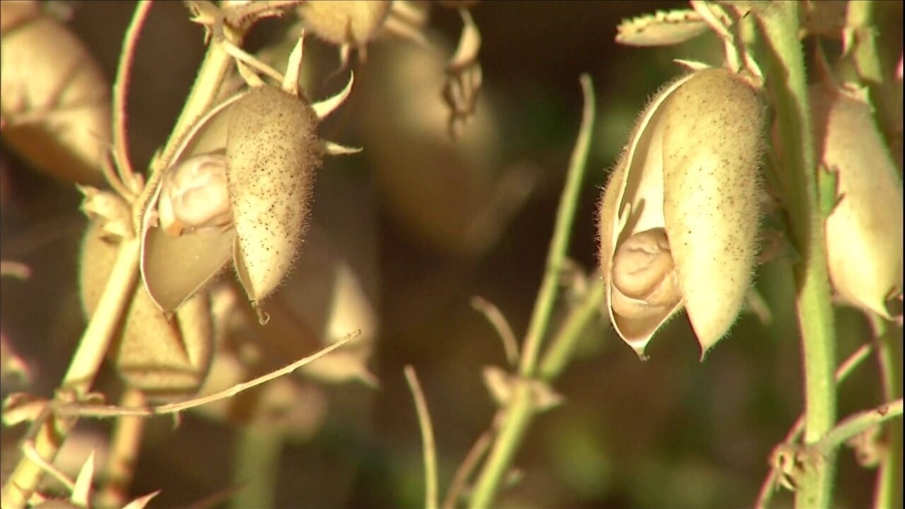 Quando e Como Colher Grão de Bico para Máxima Safra