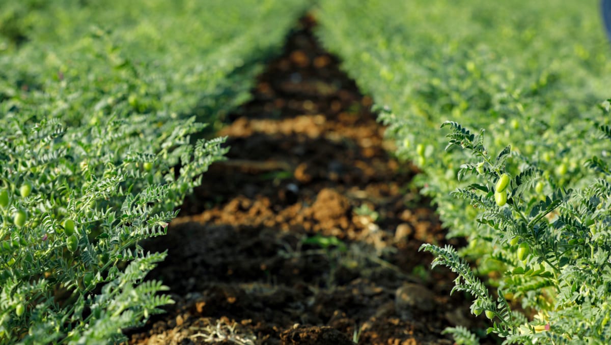 como plantar grão de bico
