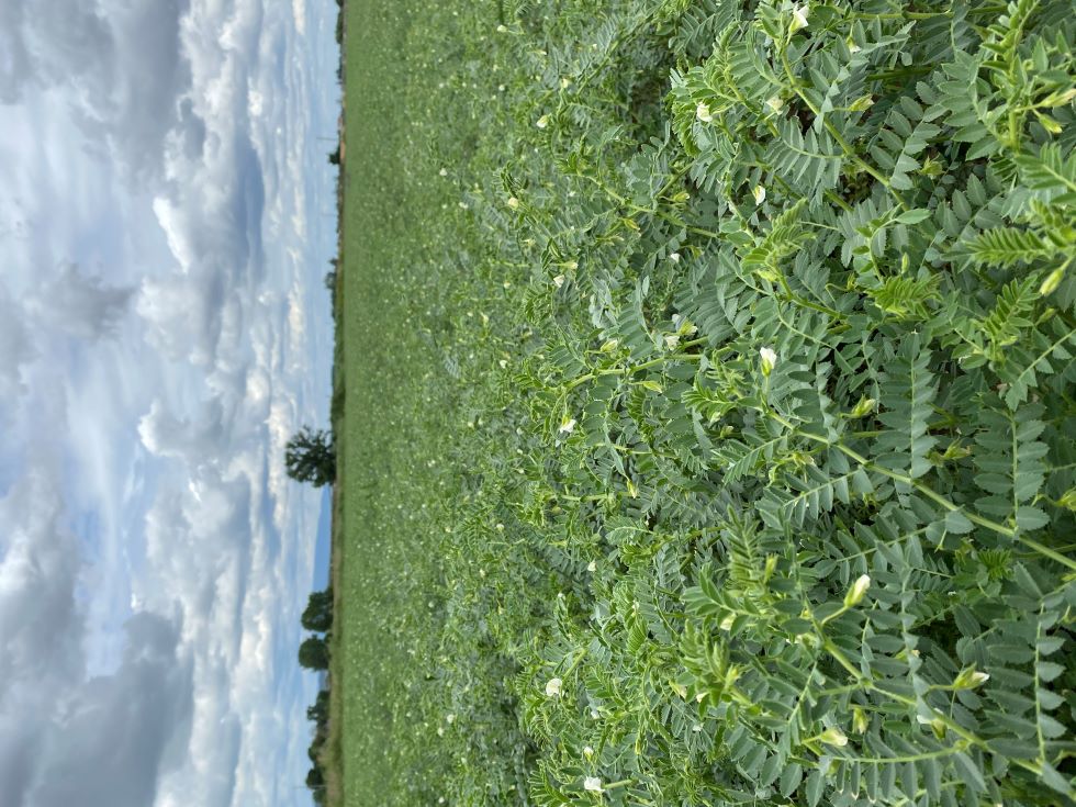 Como Preparar o Solo Perfeito para o Cultivo de Grão de Bico