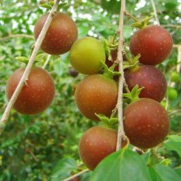 10 Benefícios da Groselha Híbrida para a Saúde