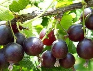 Guia Completo de Poda para Maximizar a Produção de Groselha