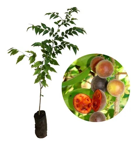 Como Proteger sua Groselha Híbrida de Pragas Comuns