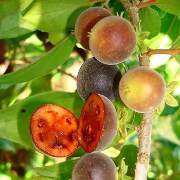 Guia Completo de Poda para Maximizar a Produção de Groselha