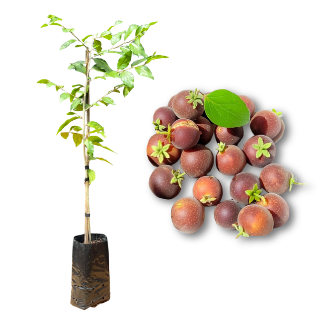 10 Benefícios da Groselha Híbrida para a Saúde